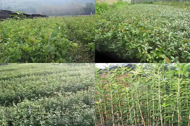 桂花树龄几年开花1690763530648