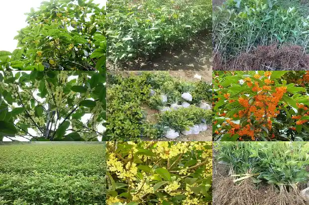 九月份栽桂花能活吗1688605202076