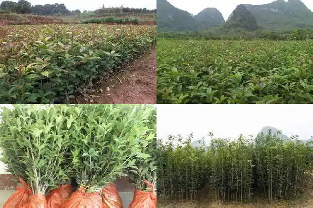桂花可以和茉莉一起泡水喝吗1689208634384