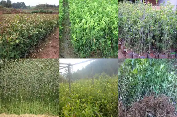 桂花树结的籽有什么用途吗1690158955533