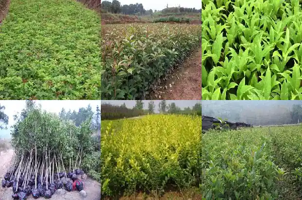 六公分的桂花树多少钱一棵1689577300832