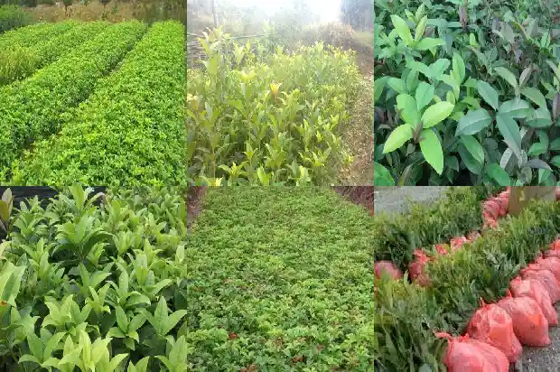八月桂花开是什么季节1688430531364