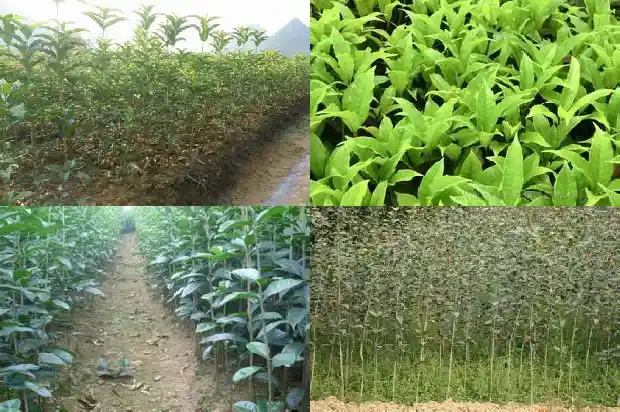 浙江桂花树苗价格多少一棵1690591003470