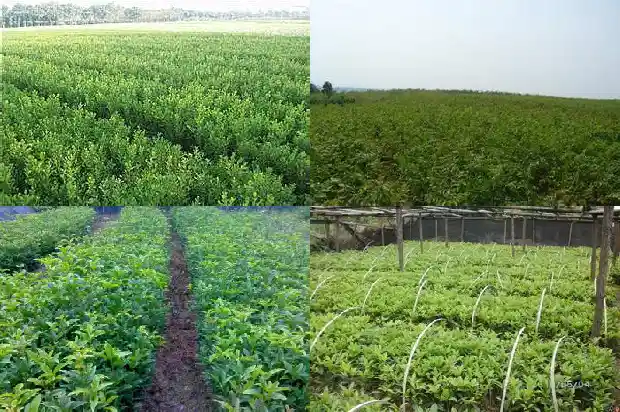 桂花一亩种植多少棵1690591464816