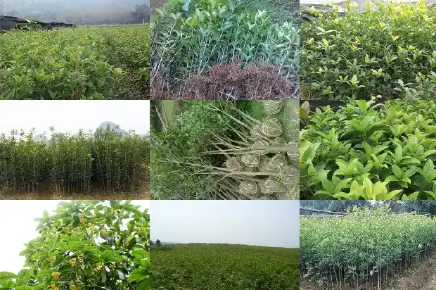 桂花糕要蒸多长时间1689381346498