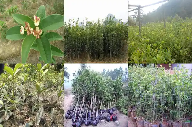 桂花树破皮一定会死吗1688437055473