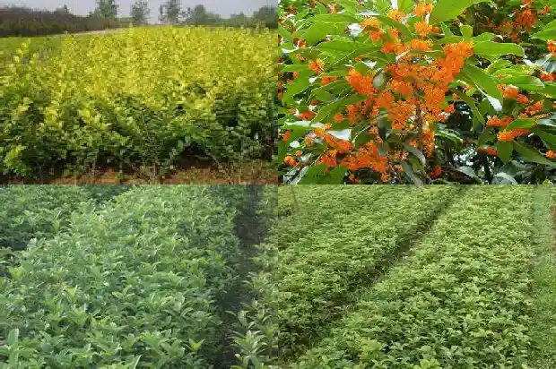 院里种桂花树有啥说法1690677208524