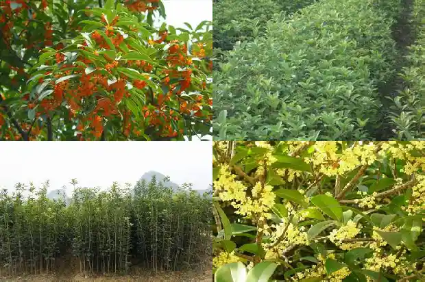 桂花一年几次开花时间1688793269232
