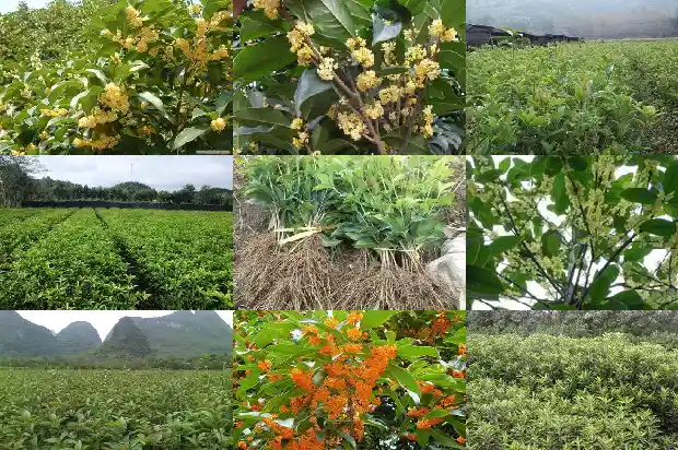 干桂花的保质期大概是多少1689313204262
