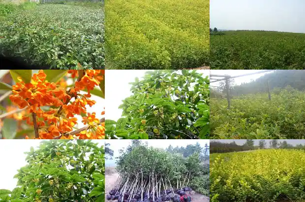 桂花树什么时候打顶好看1688346656197