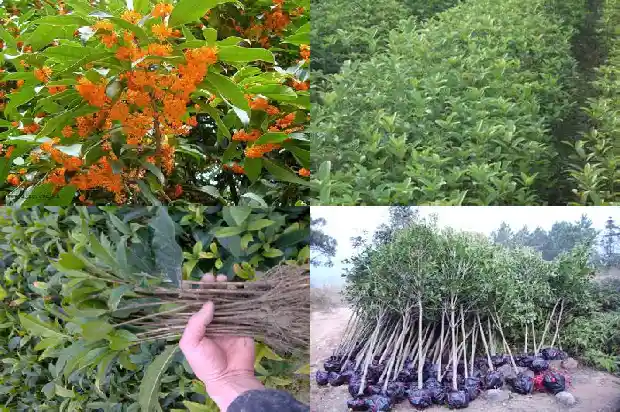 桂花木头有香味吗怎么去除掉1688519452239