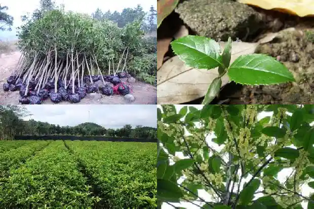 桂花是怎样的1690675724057
