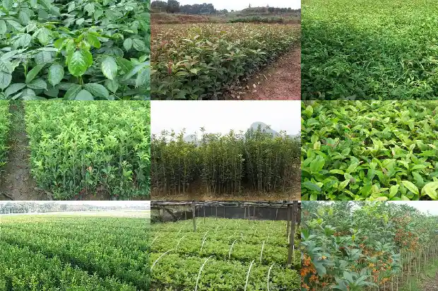桂花的形状种类及特点介绍1688690210976