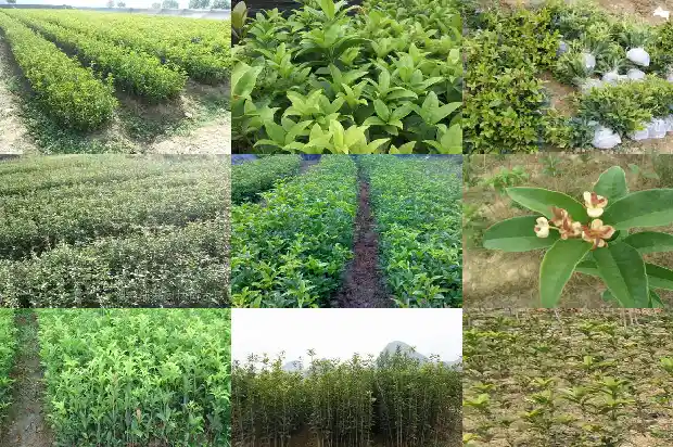 桂花树一般长多高1690849905560