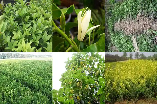 桂花和什么一起泡最好1689577107403