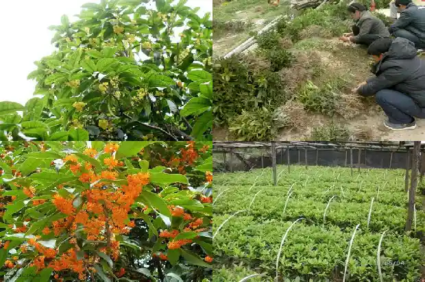 十年的桂花树多少钱一棵1689640554680
