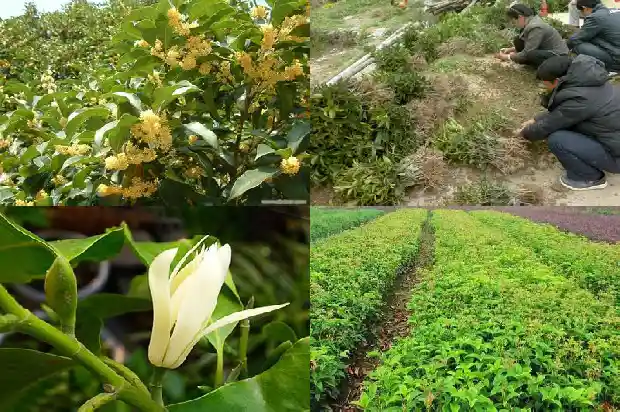 桂花树材质怎么样保养1688436984970