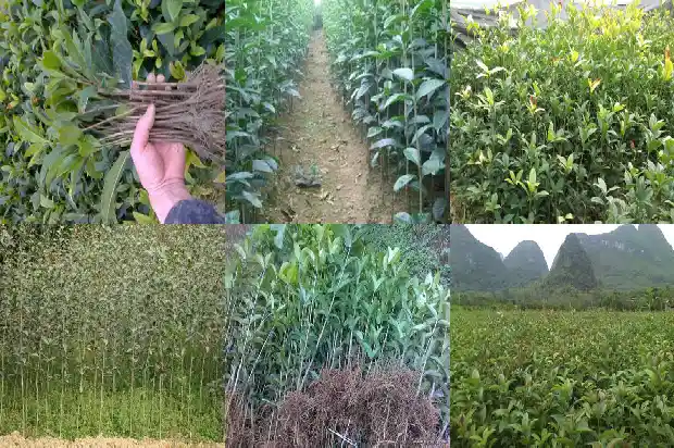 河南桂花树苗批发1689985780632