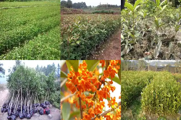 桂花的颜色颜色1688690108437