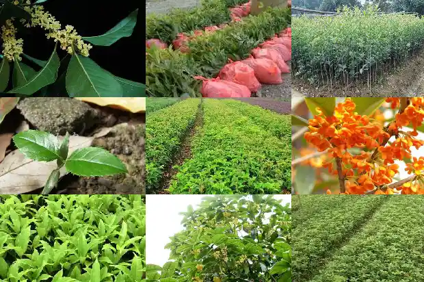 桂花树树苗多少钱一株啊1690158674456
