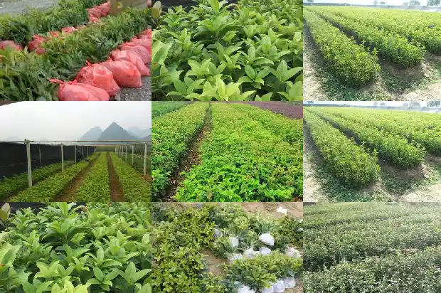 八月桂花树苗价格多少1689725386735