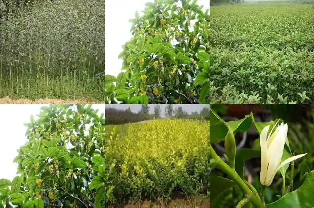 桂花种价格1690331259727