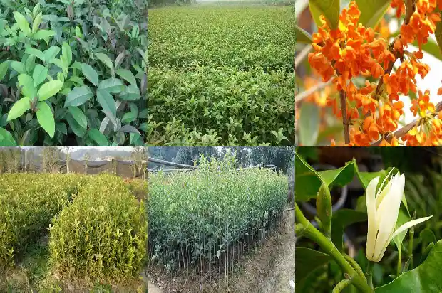 盆栽桂花树什么时候修剪1688948418666