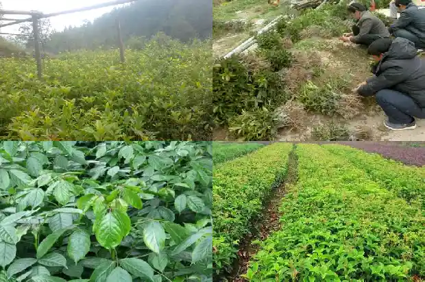 桂花三次开花的寓意是什么1688861878788