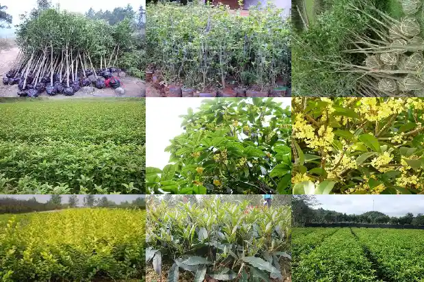 用桂花泡茶喝有什么好处1689467445628