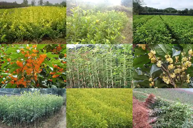 桂花是珍稀植物吗1688435760737