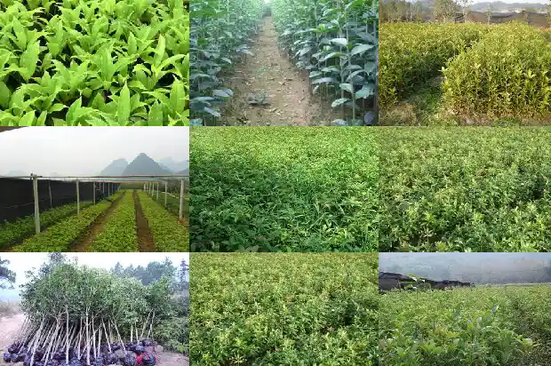 桂花树小苗价格多少钱1689726876565