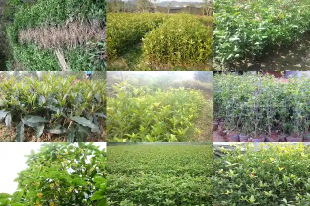 陈皮可以和桂花一起泡茶吗1689467831418