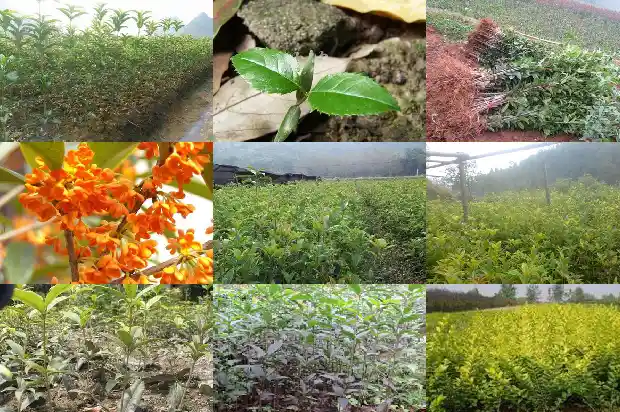 三公分的桂花树多少钱一颗1689577221503