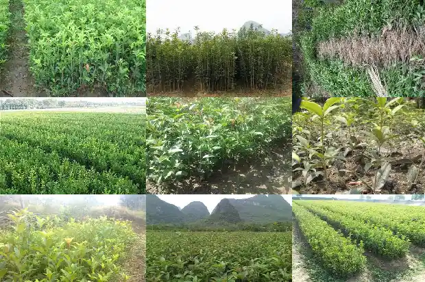 现在桂花树价格多少钱一株1689838016333