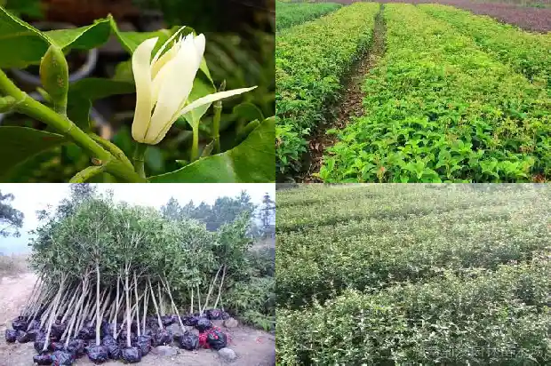 黄金桂花树苗价格多少1689899479691