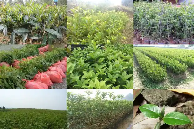如何让桂花开花旺盛1689208052974