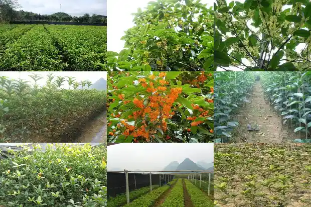 桂花泡茶有哪些功效与作用1689381543077