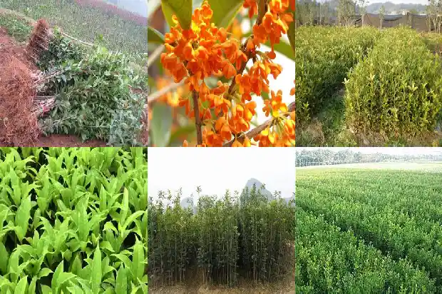 桂花和石楠最好的区别1688436116393
