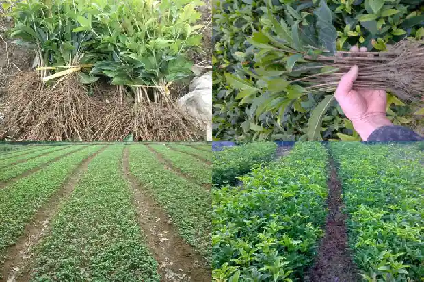 桂花的用途和作用及功效1689313477357