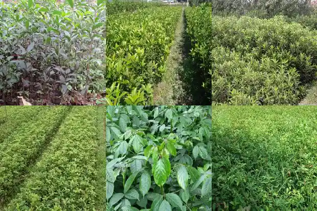可以喝桂花茶吗1689207871299