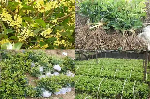 50公分桂花树要多久浇一次水1690849854540