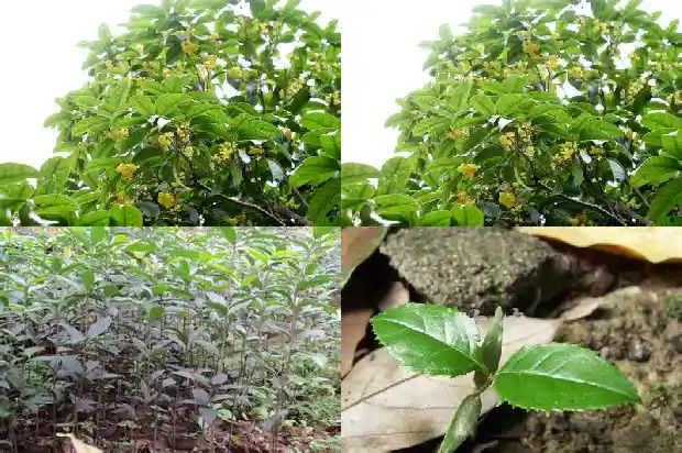 流苏嫁接桂花有啥优点1690417887759