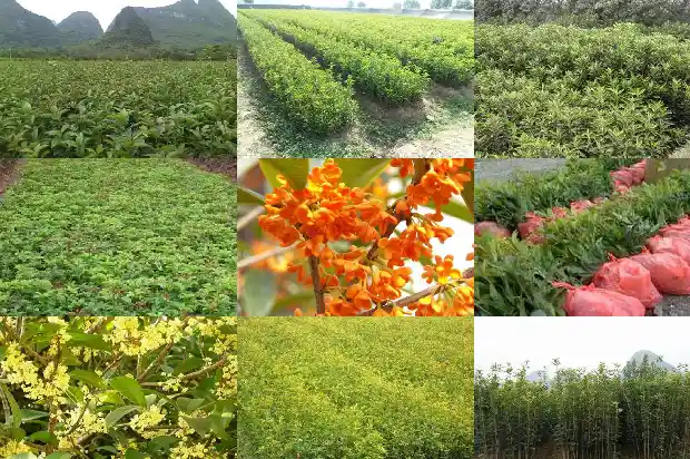 精品桂花树价格多少钱一棵呢1690245621903