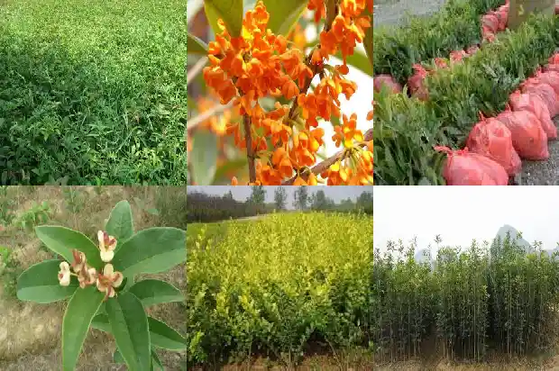 桂花树地径是什么意思1690591083868