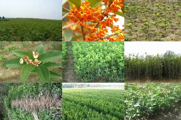 桂花树评估价格按照什么方式分类的呢1690763539378