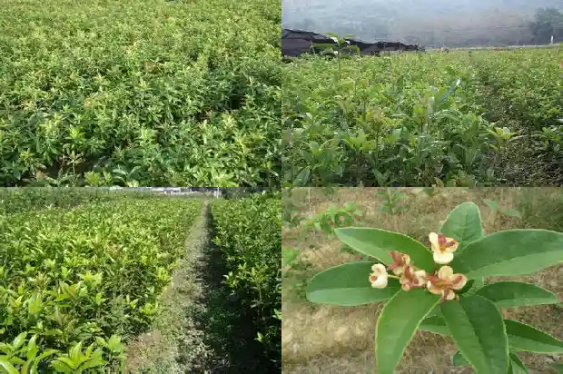 四年桂花树多少钱一棵啊1689838301251