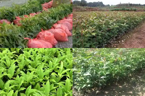 桂花树剪枝什么时候合适呢1688433638658