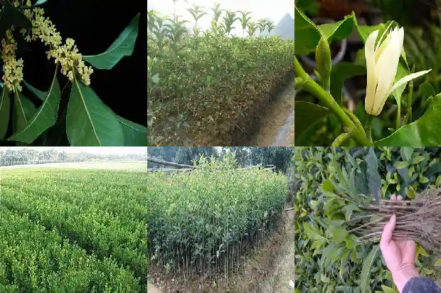 嫁接桂花一般用什么树桩种植1688345414317
