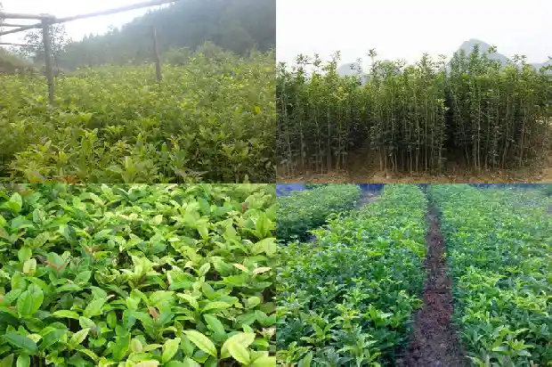 桂花几月开花花期多长1688861522067