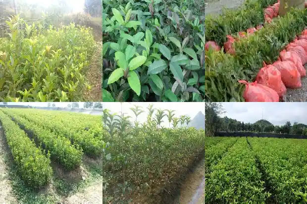 桂花树干开裂什么原因1688518519809